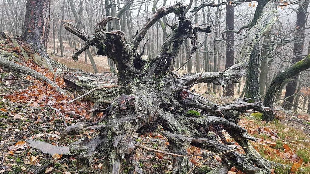 Wurzeln des Zaubers Verwurzelter Baumstumpf im Nebelwald – erdige Spiritualität und die verborgene Kraft hochsensibler Menschen