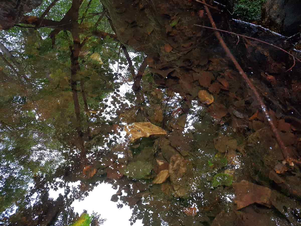 selbstreflexion-spiegelung-wasser-blaetter Spiegelung von Bäumen und Blättern im stillen Wasser – Symbol für innere Reflexion und Selbstbegegnung.