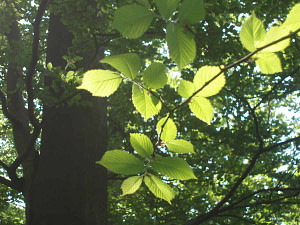 Sonnenlicht fällt auf grüne Blätter im Wald – Symbol für Heilung und Neubeginn nach emotionalem Schmerz.