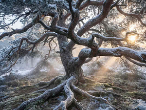 Eine alte, knorrige Kiefer steht standhaft in einer verschneiten Winterlandschaft. Ein Symbolbild für Resilienz, Verwurzelung und innere Stärke bei Hochsensibilität.