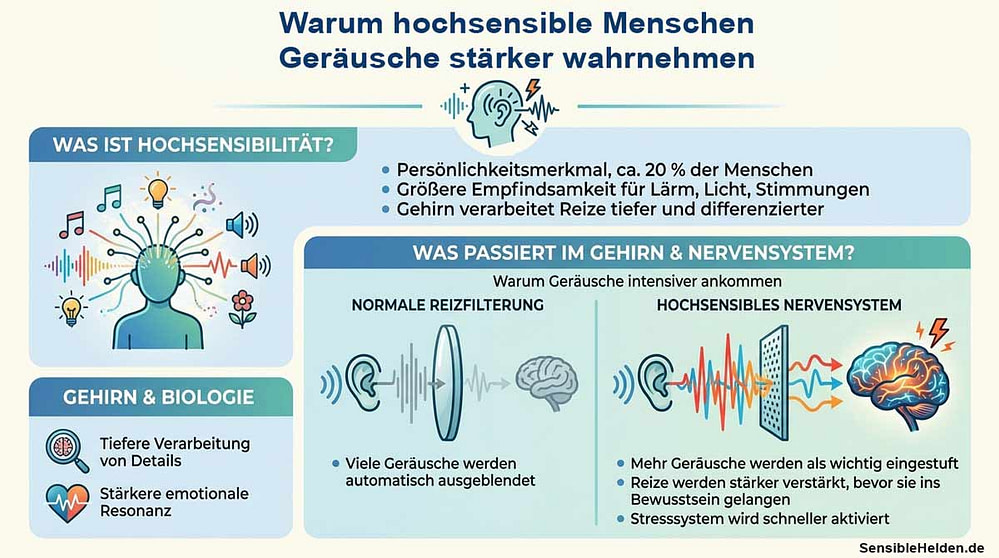 Warum hochsensible Menschen Geräusche stärker wahrnehmen Infografik: Warum hochsensible Menschen Geräusche stärker wahrnehmen – Unterschiede in der Reizfilterung des Nervensystems