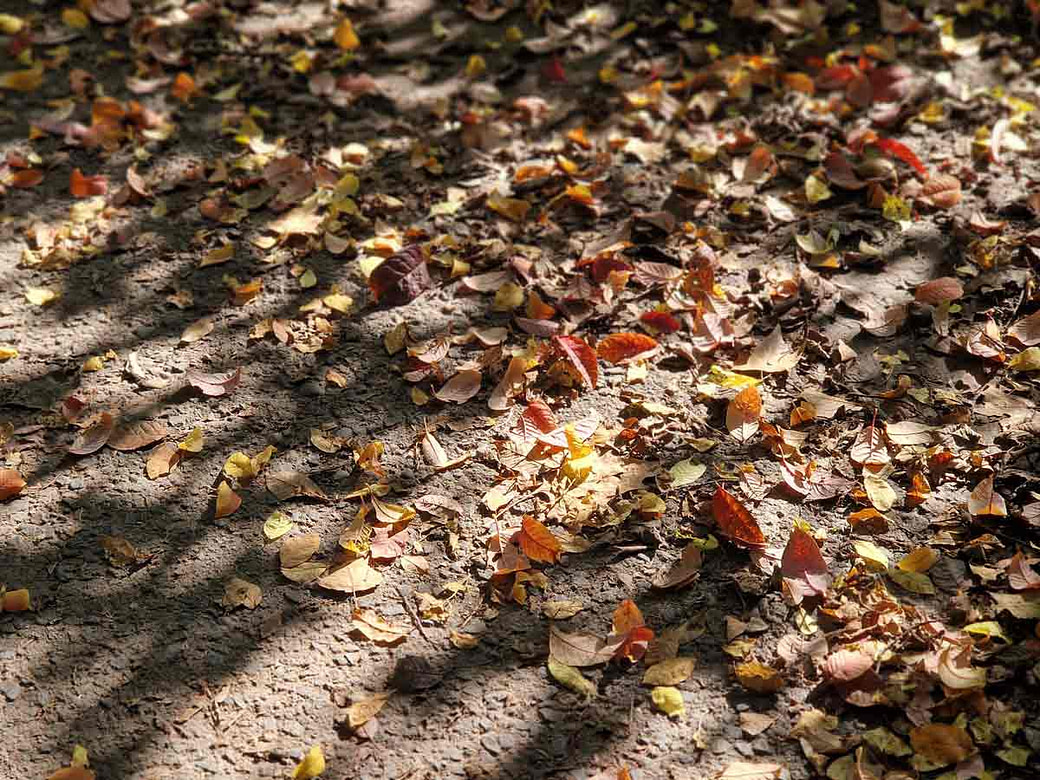 herbstlaub-vergaenglichkeit-erinnerung Herbstlaub Boden Vergänglichkeit - generationsübergreifendes Trauma Heilung