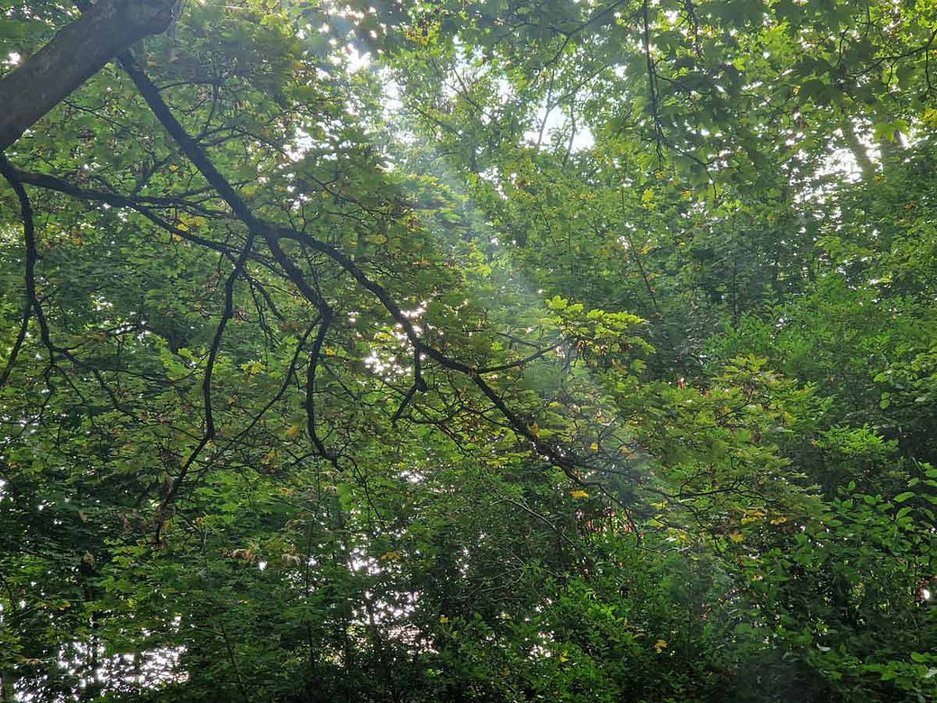 wald-licht-hoffnung-heilung-sensible-menschen Wald Sonnenlicht Baumkronen - Heilung Empathievermögen hochsensible Menschen