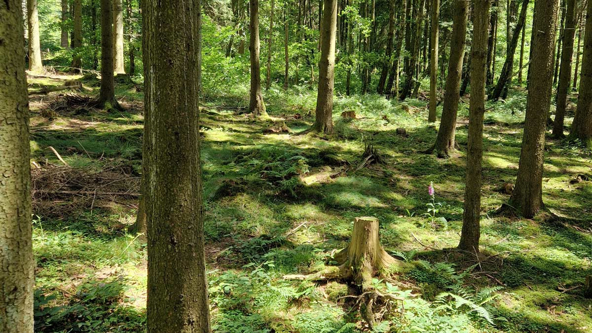 Der-lebendige-Wald Moosbedeckter Waldboden mit grünem Licht – die lebendige Stille, die hochsensible Menschen wahrnehmen