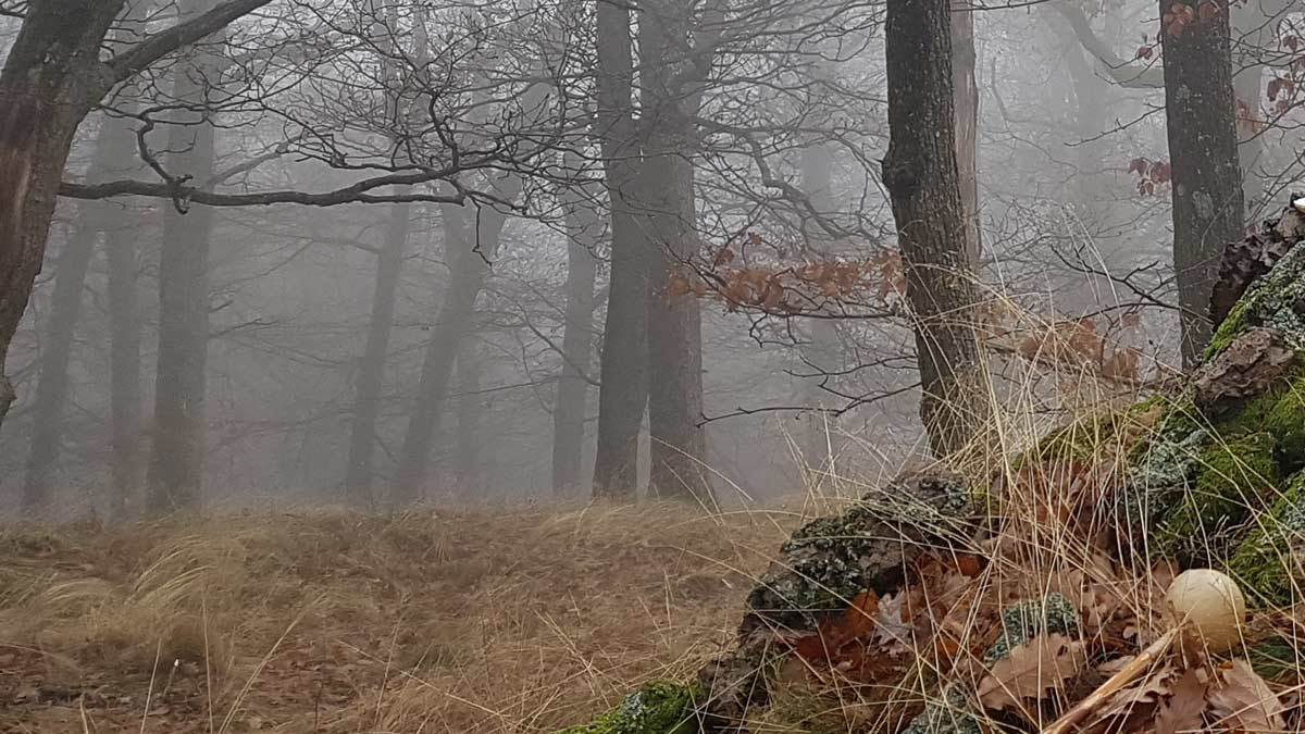 als die Welt noch geheimnisvoll war Nebelwald mit Moos – die geheimnisvolle Welt, die
hochsensible Menschen noch wahrnehmen