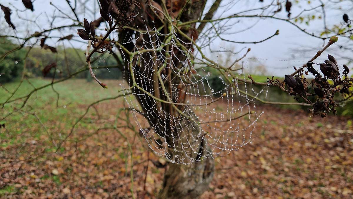 die feinen Details Spinnennetz mit Tautropfen – die feinen Details, die
hochsensible Menschen wahrnehmen