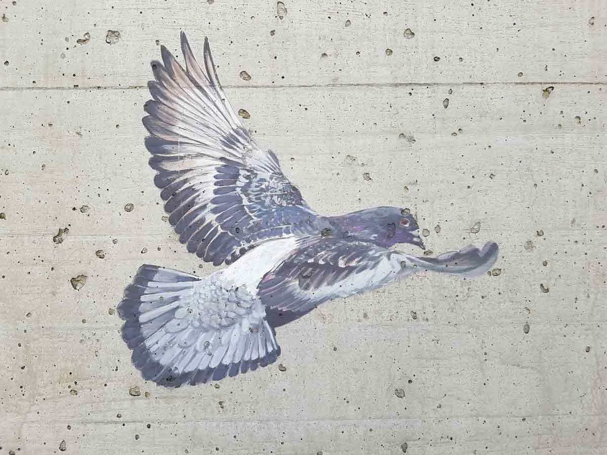 loslassen-frieden-freiheit-taube Wandbild einer fliegenden Taube – Symbol für Frieden, Freiheit und das Loslassen vergangener Wunden.