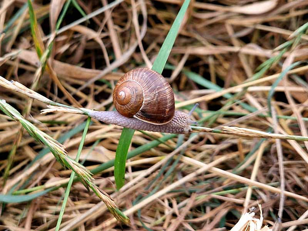 SchneckeAufGrashalm