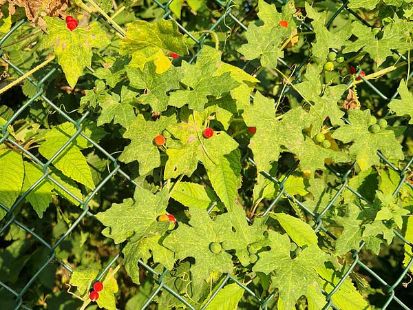 Zaunruebe-giftige-Beeren